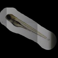whole larva project thumbnail