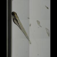 Lateral_ear project thumbnail