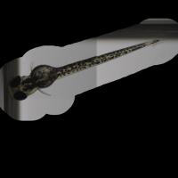 Tail_extension project thumbnail