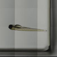 Ventro_Lateral_ear project thumbnail