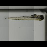 Fish Pericardium project thumbnail