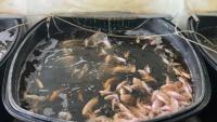 Fish Feeding Behavior project thumbnail