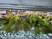 All Plant Healthy project thumbnail