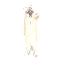 PHILRICE_INSECTS project thumbnail