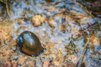 Snails_Dataset_Custom project thumbnail