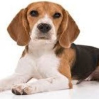 dog project thumbnail