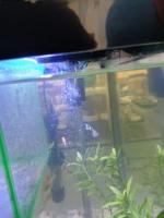 peces prietico project thumbnail