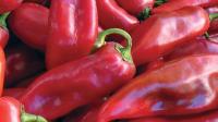 Red Long Pepper project thumbnail