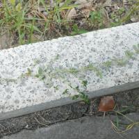 640weeds project thumbnail