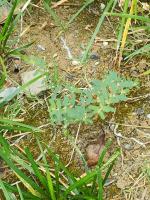 Weed0729 project thumbnail