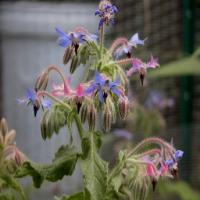 img12_Indian Borage project thumbnail