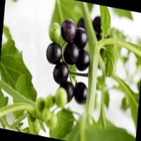 Img15_Black Nightshade project thumbnail