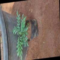 Img11_Curry Leaves project thumbnail