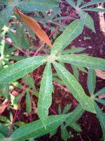 Cassava Green Mite project thumbnail