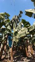 fusarium-leaf project thumbnail