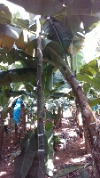 Fusarium wilt 2 project thumbnail