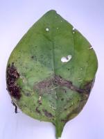 Malabar_Spinach_label_Dataset project thumbnail