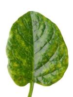 Malabar_Spinach_Disease project thumbnail