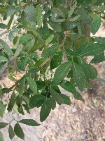 Indian leaf project thumbnail