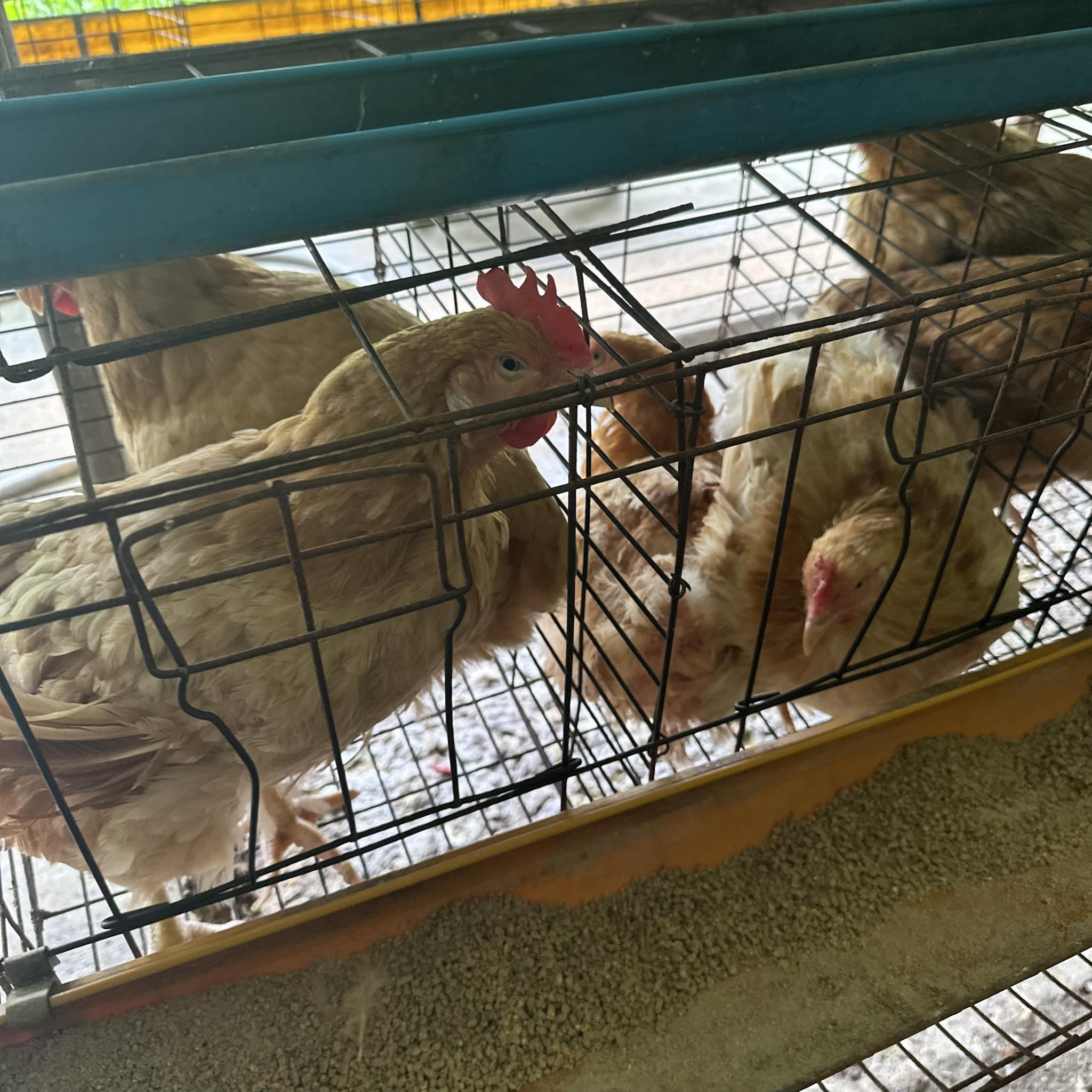 92 Chicken Lawrence Ks - mjbws9g