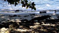 Asian Water Monitor Lizard Detection ver9 project thumbnail