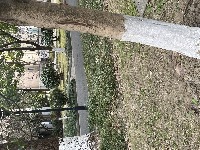 tree Object Detection Dataset by xjtlu