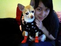 dogbreed project thumbnail