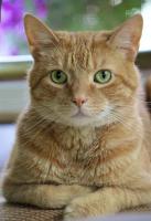 cat_orange project thumbnail