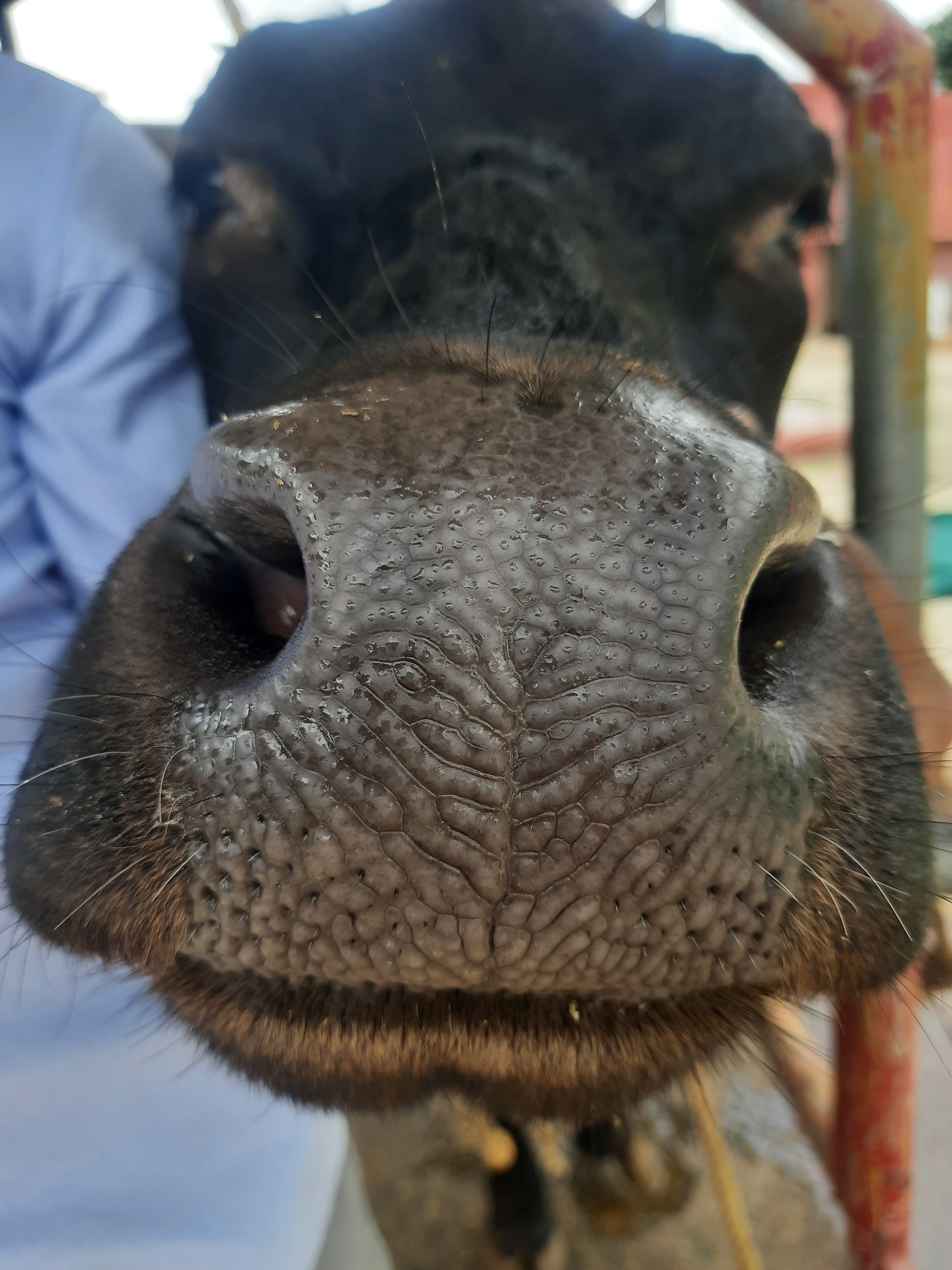 cowMuzzleDetection Object Detection Model by cowMuzzle