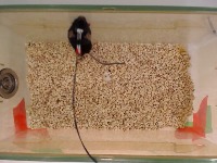 Home Cage Behaviors project thumbnail