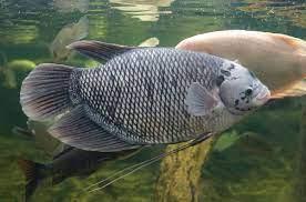 How to Use the Tiga_dataset_ikan_no_crop Object Detection API