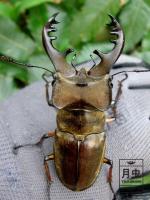 insect project thumbnail