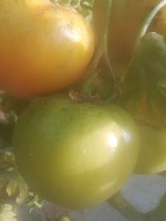 TomatoesNet project thumbnail