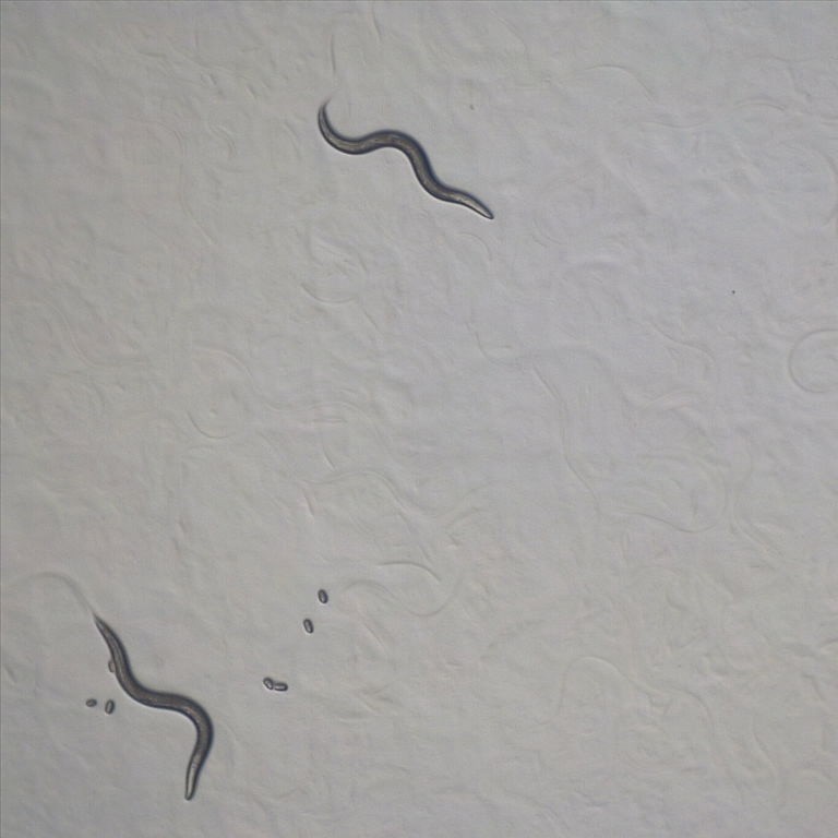 Worm tracking - Roboflow Universe