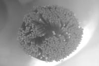 Semen Straw Counting project thumbnail