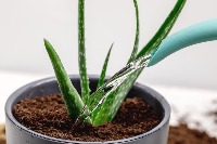 Plant detection project thumbnail