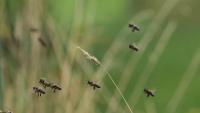 bee_version2 project thumbnail