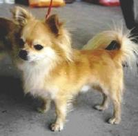 dog_breed project thumbnail