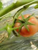 kkktomato project thumbnail