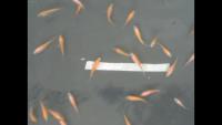 alevines tilapia project thumbnail