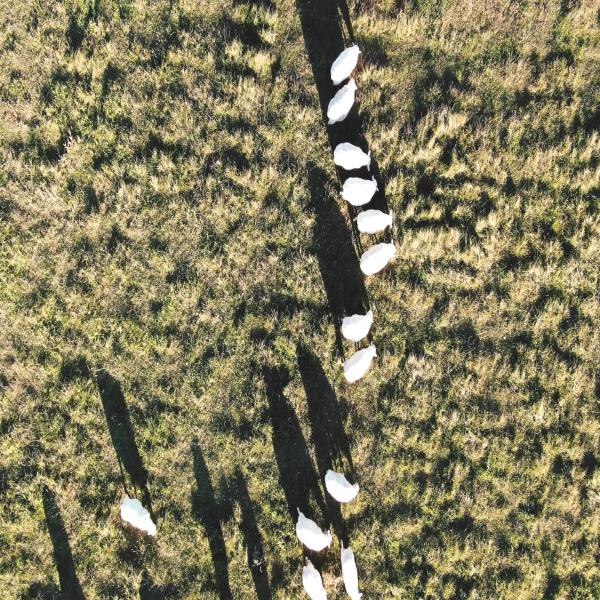 aerial sheep Object Detection Dataset by test