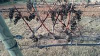 vineyards-1-m2-f9-1080p-solnuv project thumbnail