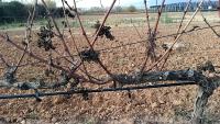 vineyards-1-m2-f10-1080p-solnuv project thumbnail