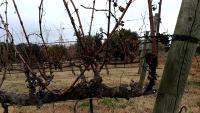 vineyards-1-m2-f4-720p-nuv project thumbnail