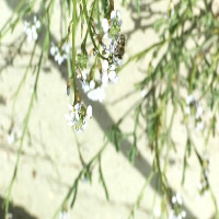 POLLINATOR-DAY-HQ project thumbnail