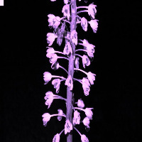 pollinator_merge_all project thumbnail