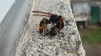 Vespa velutina project thumbnail