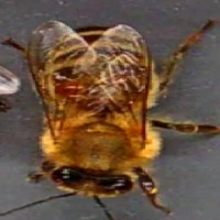 honeybee project thumbnail