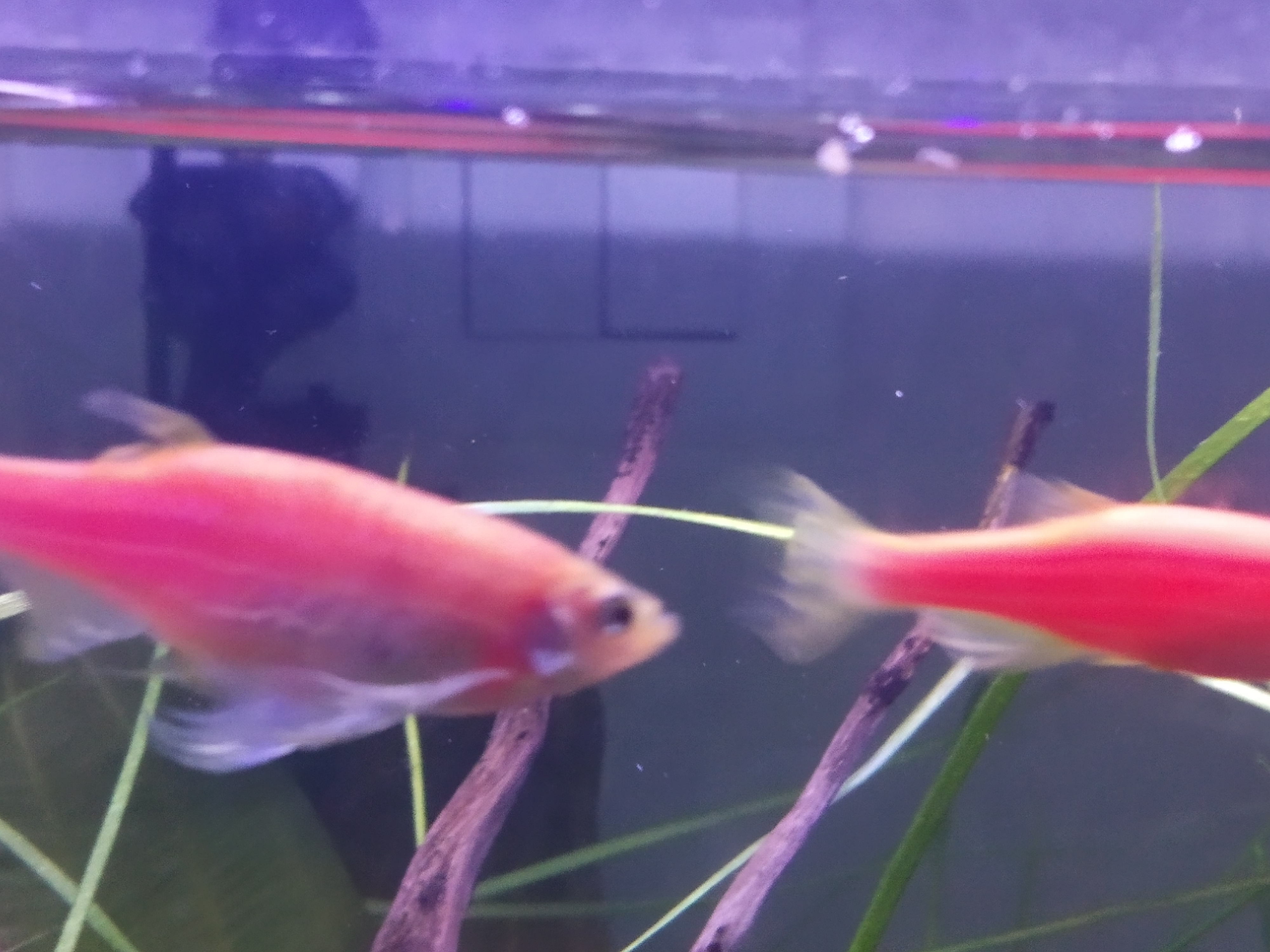 Aquarium Fish Testing Object Detection Model by Classification