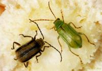 Dangerous Farm Insects Dataset project thumbnail